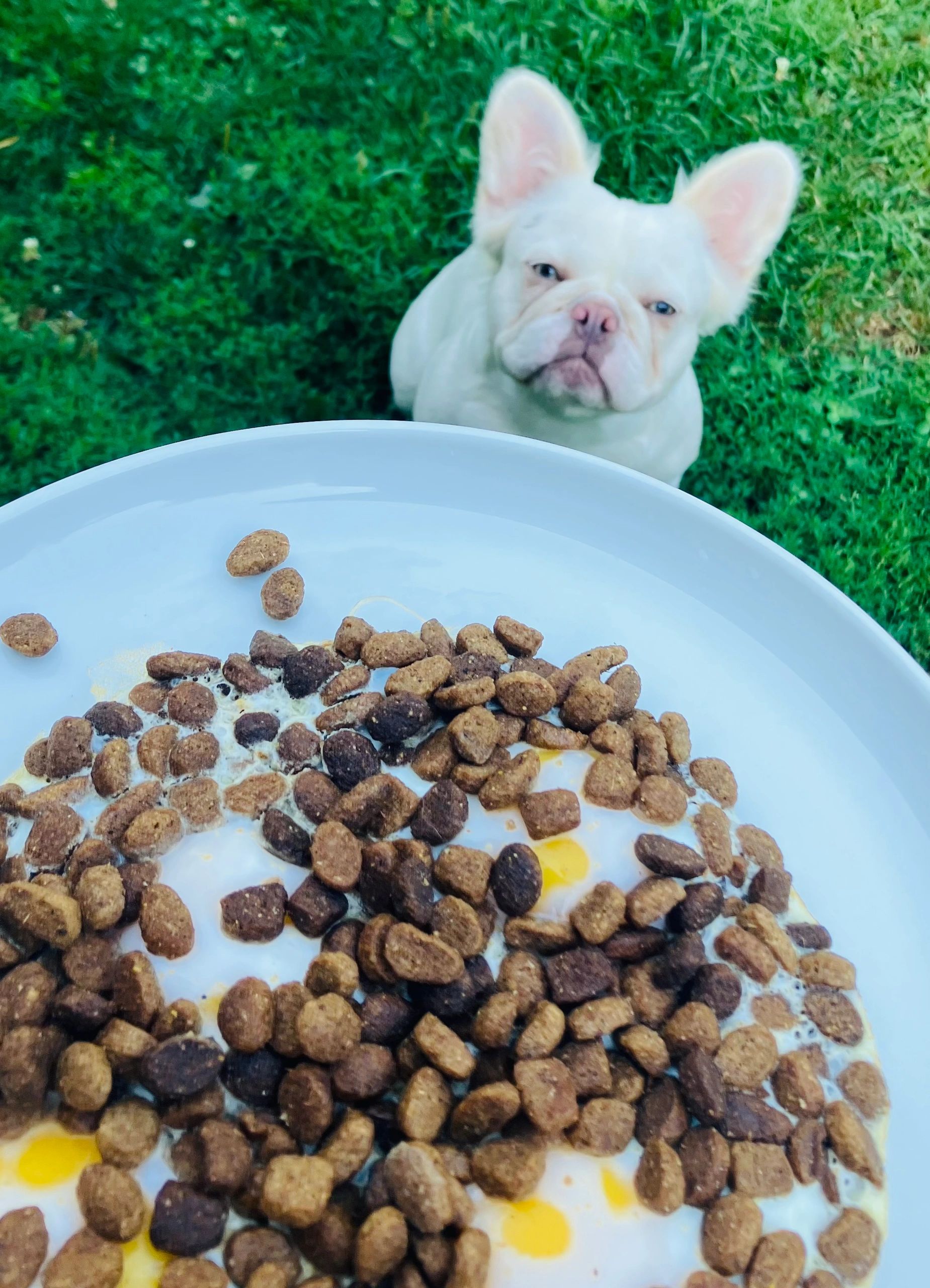Feed Puppies With Digestive Issues